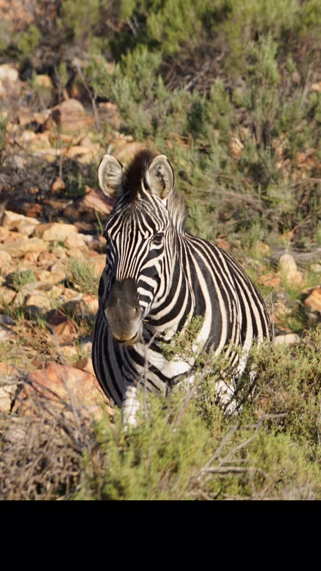 Recent Instagram post thumbnail showing a safari scene.