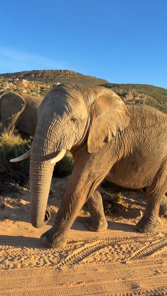 Recent Instagram post thumbnail showing a South Africa safari adventure.