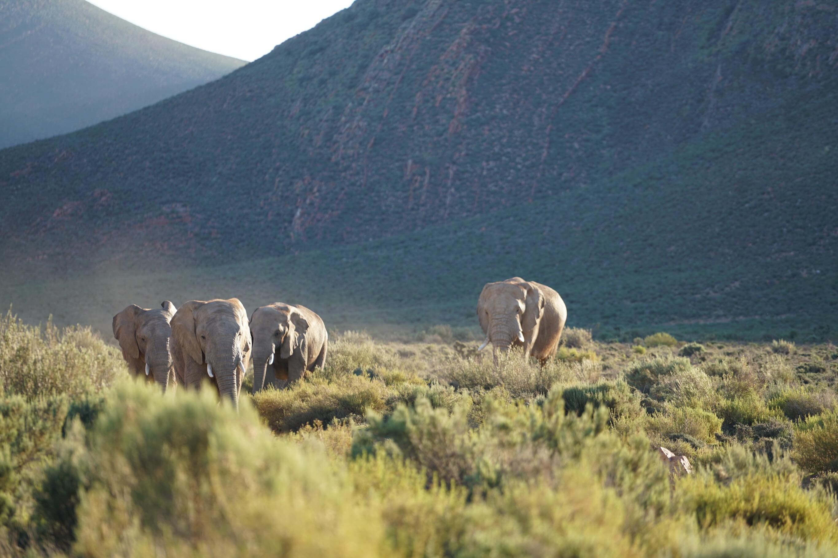 Recent Instagram post thumbnail showing wild elephants.